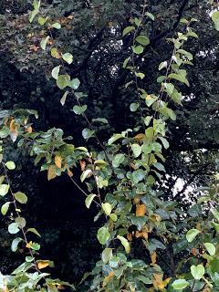 Tree Following November 2019 - Hello Autumn