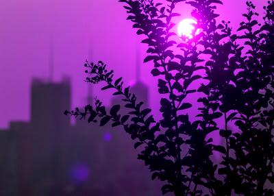 Plants & midtown in silhouette + sun