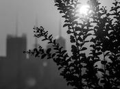 Plants Midtown Silhouette