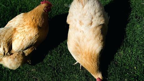 stories about chickens submitting for chicken soup books topical coverage at the spokesman review