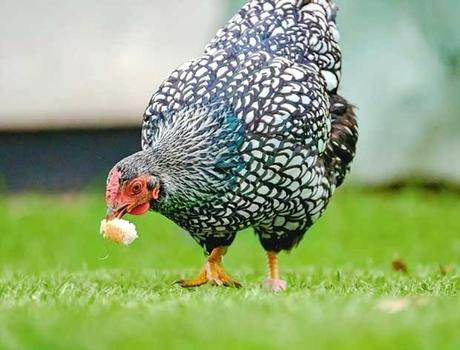 stories about chickens chicken rhodes greece the ultimate resource for raising your well how to