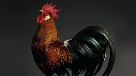 stories about chickens chicken rhodes greece photographers showcase top model in new