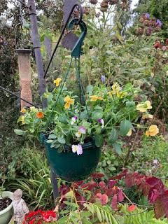 The Hanging Basket