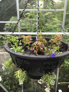 The Hanging Basket