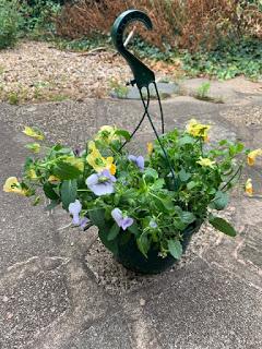 The Hanging Basket