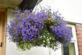 The Hanging Basket