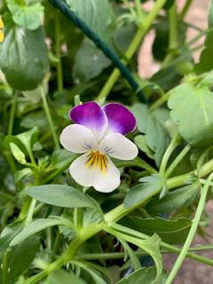 The Hanging Basket