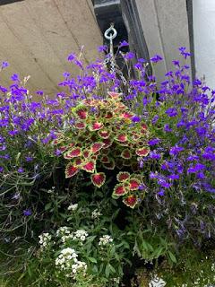 The Hanging Basket