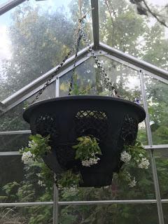 The Hanging Basket