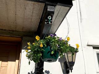 The Hanging Basket