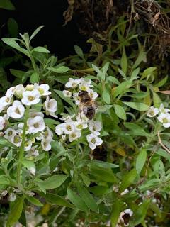 The Hanging Basket