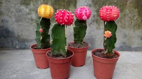 7 small succulents you have to check out