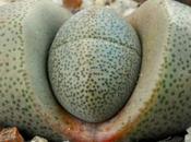 Small Succulents Have Check