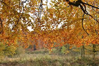 A November walk at the Yorkshire Sculpture Park