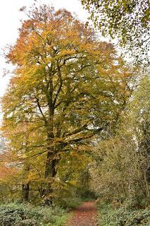 A November walk at the Yorkshire Sculpture Park