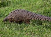Pangolins: What They, They Endangered, Where Live Eat?