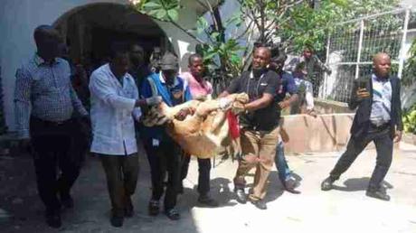 Lagos Govt Evacuates Lion From Private Residence To Lekki Zoo