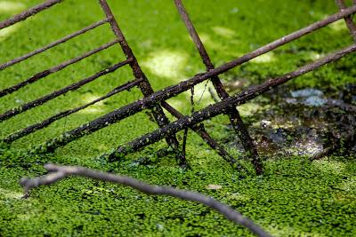 The Hallucinated City: What's the deal with green?