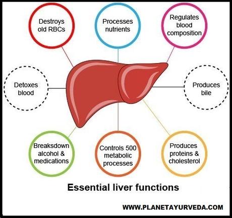 Types of Liver Diseases and Its Treatment in Ayurveda