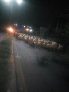 Palpable Apprehension As Fulani Herdsmen Leave Osun Over Incessant Loss Of Cows To Thunderstorm (Photos)