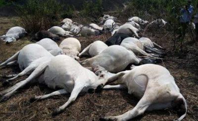 Palpable Apprehension As Fulani Herdsmen Leave Osun Over Incessant Loss Of Cows To Thunderstorm (Photos)