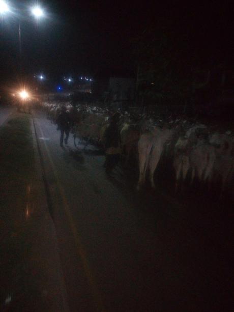 Palpable Apprehension As Fulani Herdsmen Leave Osun Over Incessant Loss Of Cows To Thunderstorm (Photos)