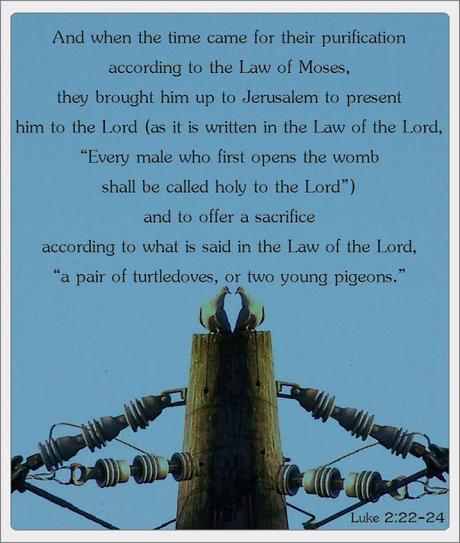 Nativity & Advent: Sacrifice of Pigeons