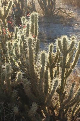 A FALL TRIP TO THE DESERT: Anza Borrego State Park, California