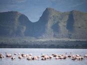 Fascinating Facts Didn’t Know) About Flamingos