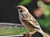 Attract Wildlife Your Garden