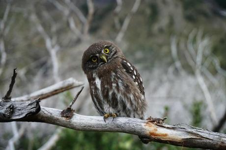 An owl on a branch