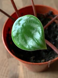 Irritating Plant of the Month November 2019 - peperomia angst