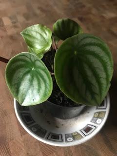 Irritating Plant of the Month November 2019 - peperomia angst