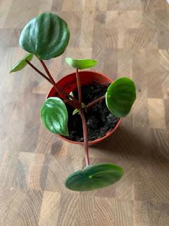 Irritating Plant of the Month November 2019 - peperomia angst