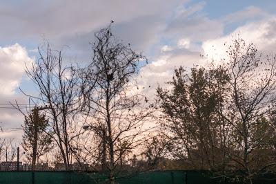 From yesterday's shoot, the (honeyed) glow of a gloomy day [El Greco in Toledo]
