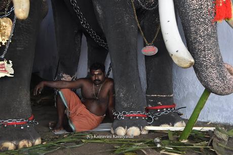 bonding of mahouts and elephants at Thiruppunithura