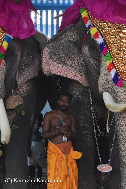 bonding of mahouts and elephants at Thiruppunithura