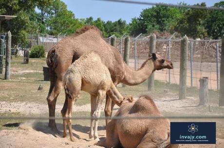 Motivational and Inspirational stories about life – The Baby Camel and his Mother (Inspiring Story #10)