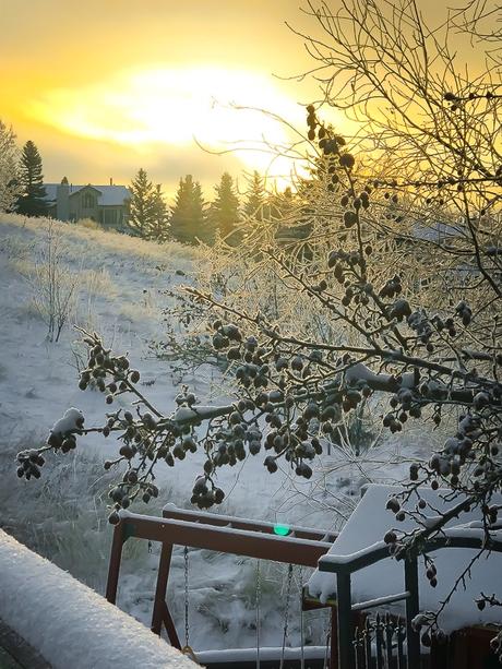 sun rising with snowy branches in foreground