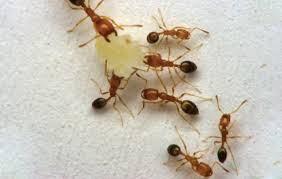 Global Moral Development, Global Elitism and Global Institutions Global Moral Development, Global Elitism and Global Institutions