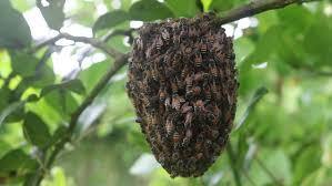 Global Moral Development, Global Elitism and Global Institutions Global Moral Development, Global Elitism and Global Institutions