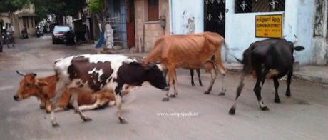 Woes of Triplicane ~ cattle menace : HC notice to Corporation