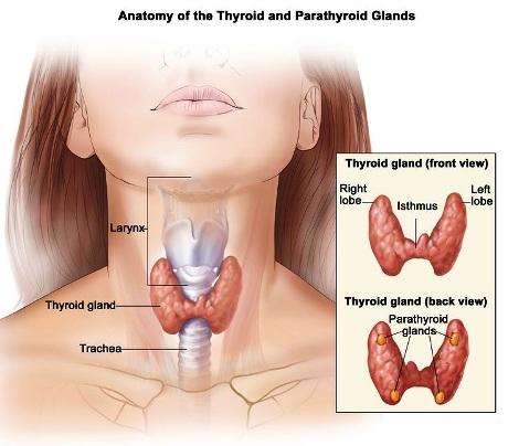 Treatment of Thyroid Disease in Ayurveda
