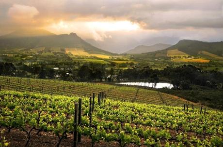 A Taste Of Vine & Wine Experiences in South Africa