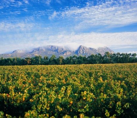 A Taste Of Vine & Wine Experiences in South Africa