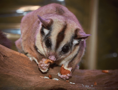 15 Best Known Unique Wild Animals of Australia