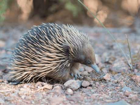 15 Best Known Unique Wild Animals of Australia