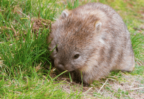 15 Best Known Unique Wild Animals of Australia