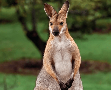 15 Best Known Unique Wild Animals of Australia