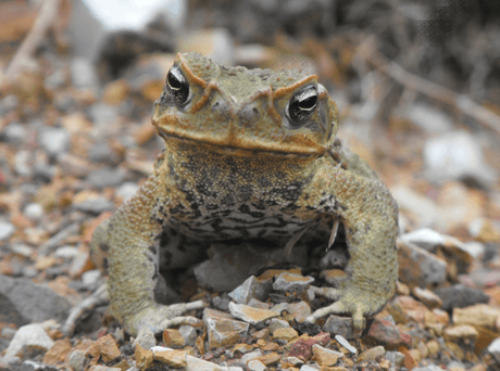 15 Best Known Unique Wild Animals of Australia